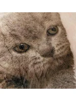 Bavlnená deka Cotton World Touch Animal, Motor 160x200