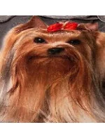 Bavlnená deka Cotton World Touch Animal, Motor 160x200